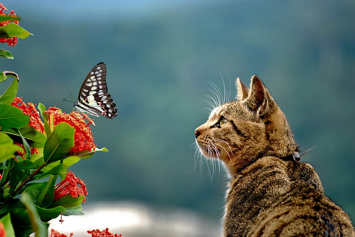 brown cat looking on black and white butterfly