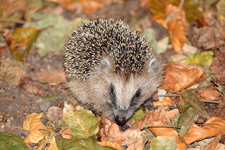 Brown Hedgehog on Brown and Green Leaves