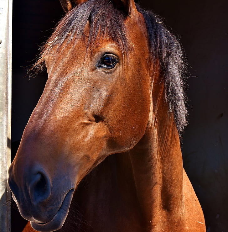closeup photo of a brown horse