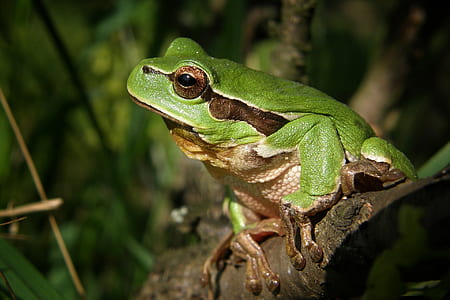 selective focus photography of green and brown frog perched on tree branch