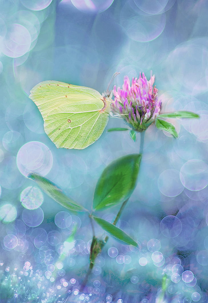 green butterfly on pink flower