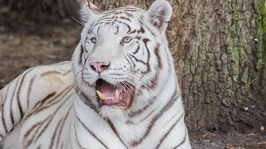 albino tiger in close-up photography