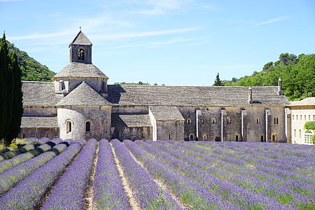 lavender field near gray brick building at daytime