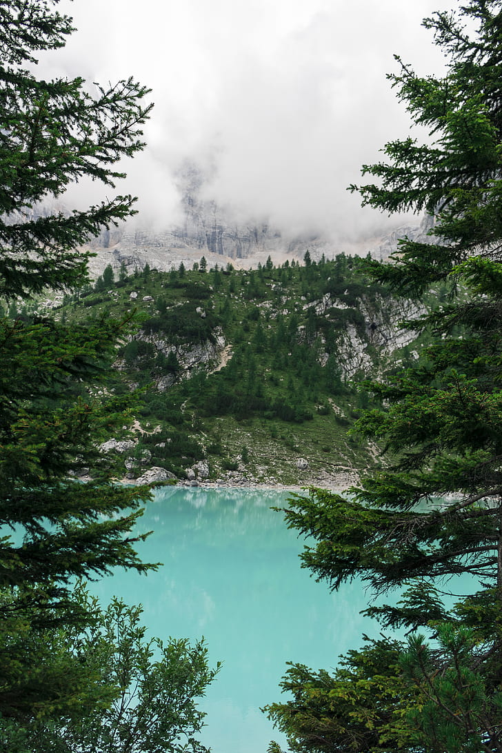bodies of water surrounded by pine trees