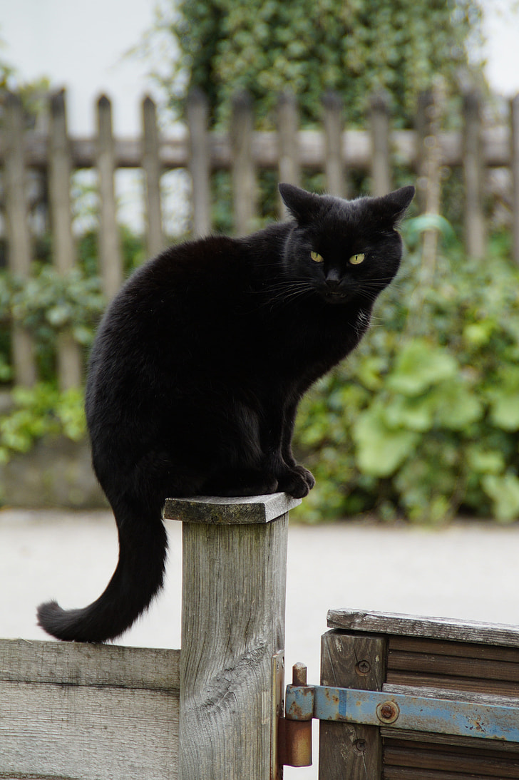 bombay cat on brown wooden post during daytime