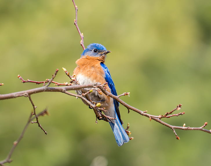 photo of white, brown, and blue short-beak bird perching on tree twig