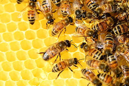 colonies of bees