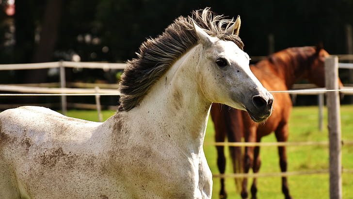 white and beige horse