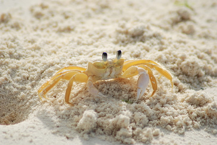 photo of yellow and white crab