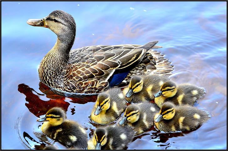 duck with ducklings on water