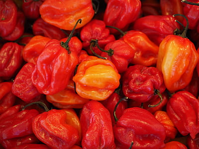 bundles red chili