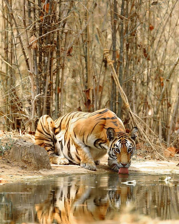 brown tiger drinking beside body of water during daytime