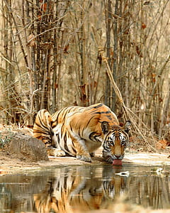 brown tiger drinking beside body of water during daytime