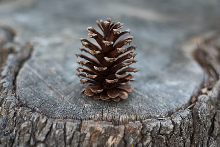pine cone resting on tree bark
