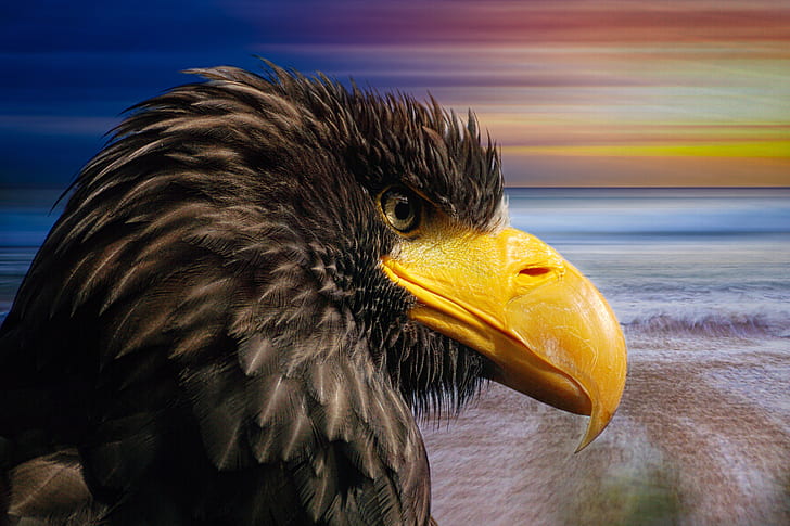 closeup photography eagle