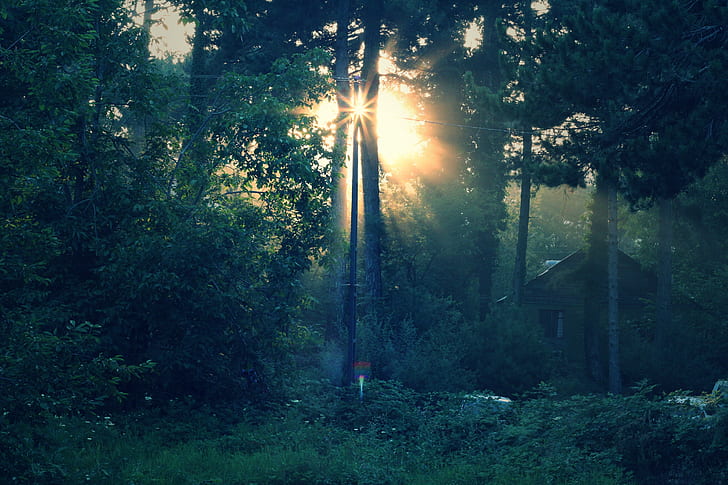 sun raise through trees