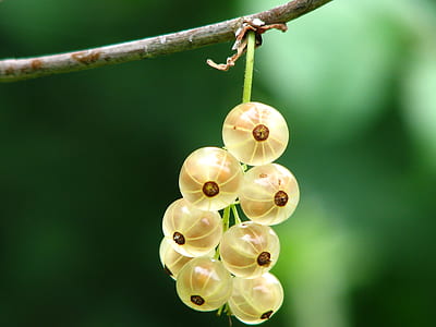 selective focus photo of yellow fruits