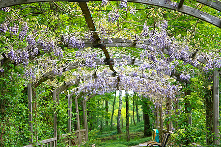 arch with pink flowers in forest