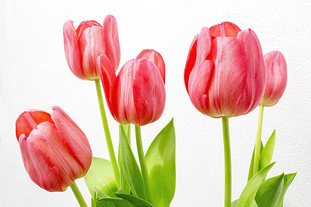 photo of pink tulips