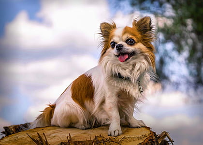 long-coated white and brown Chihuahua on brown wood trunk during daytime