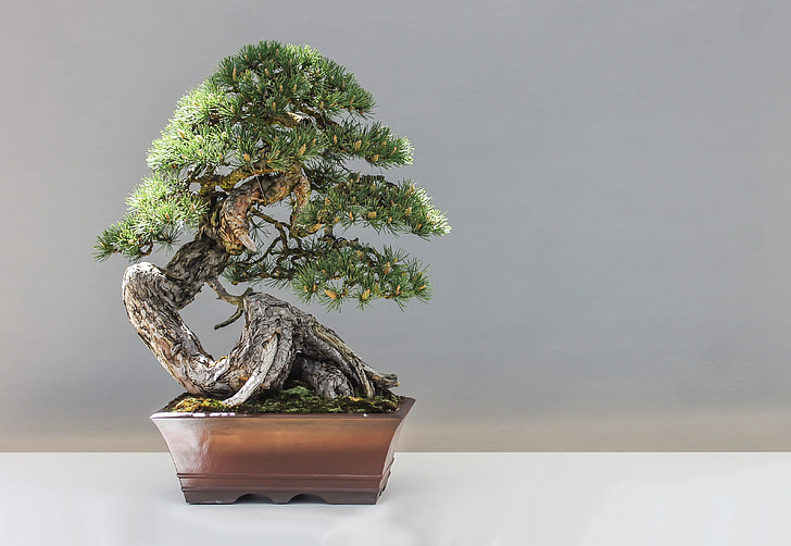 green bonsai tree on brown pot on top of white surface