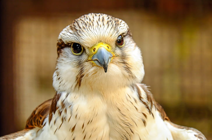 closeup photography of white and brown eagle