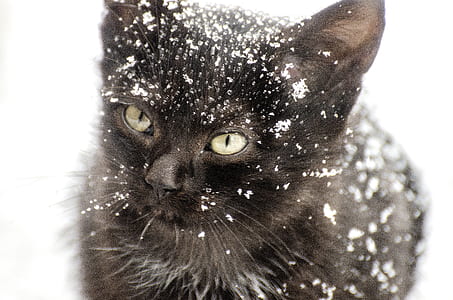 short-fur black cat with snow
