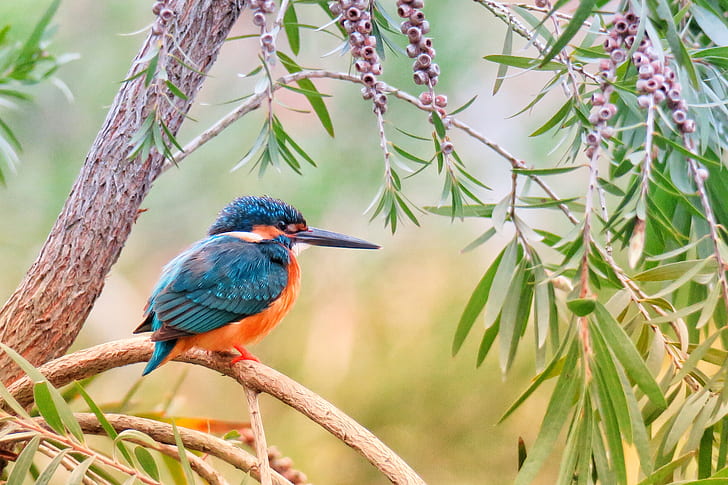 blue bird standing on tree brunch