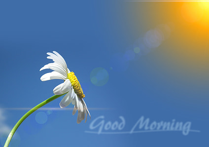 white daisy with good morning text overlay