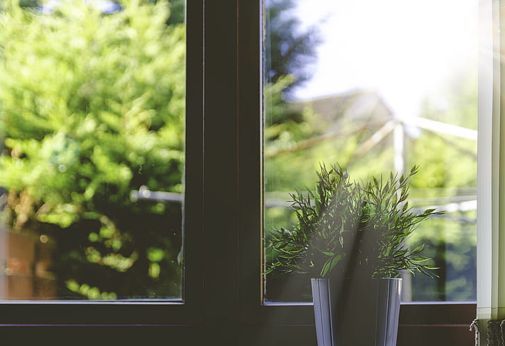 green leaf plant and white pot beside white wooden framed glass window at daytime