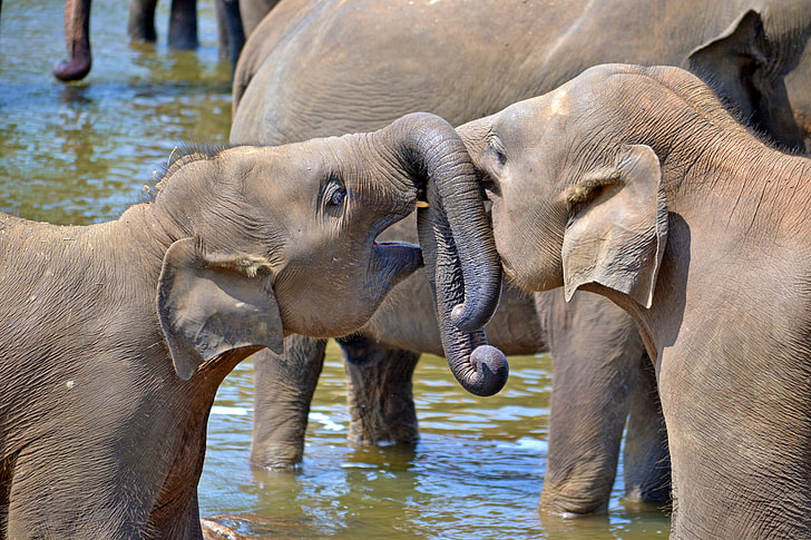 two gray elephants playing on body of water