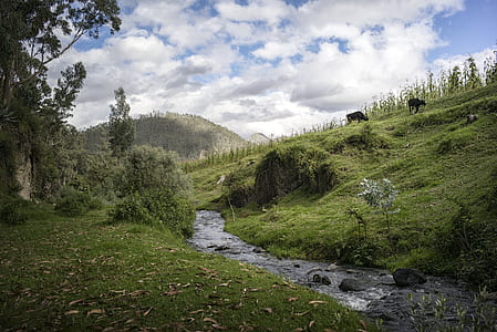 green grass field with river under white clouds