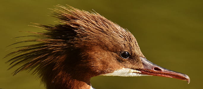 long-beak brown bird