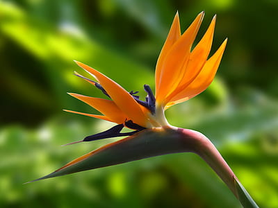 closeup photography of bird of paradise flower