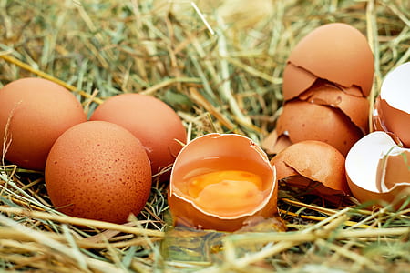 Brown Eggs in Nest
