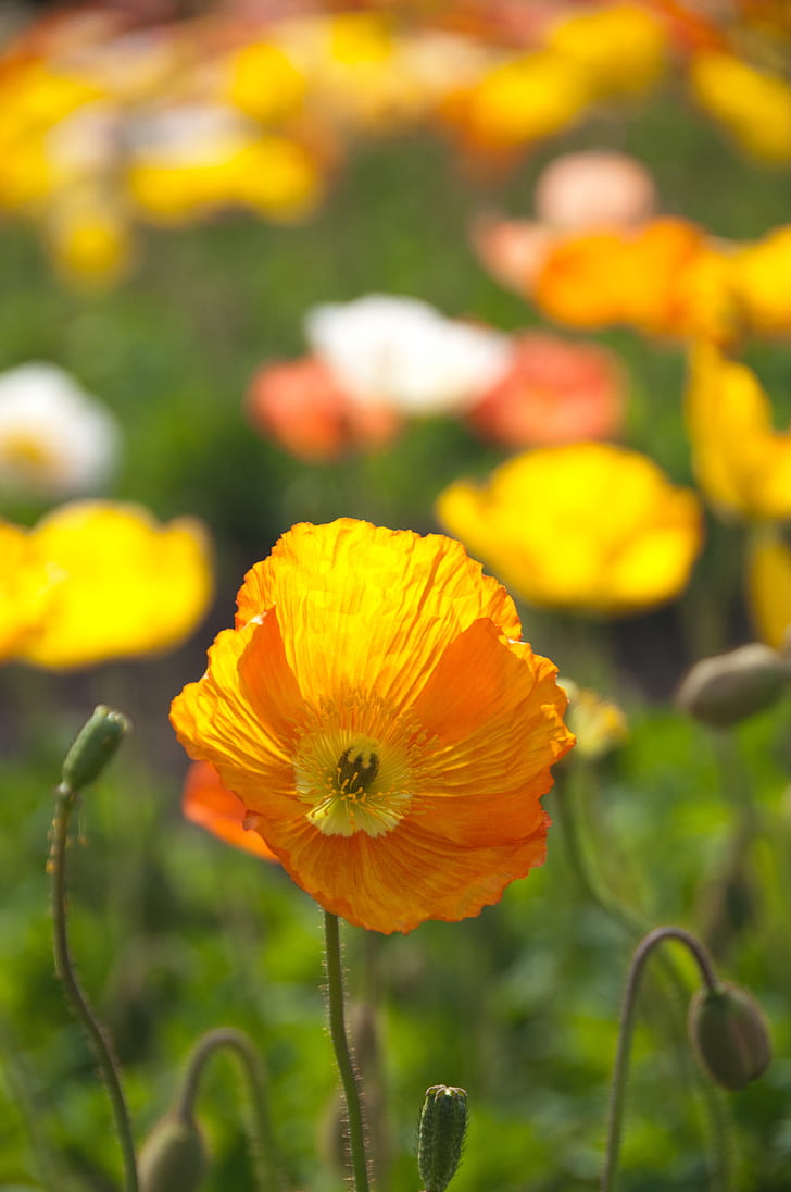 selective focus photography of California poppy flowers