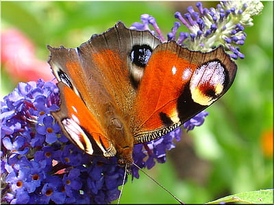 orange and black butterfly on flower