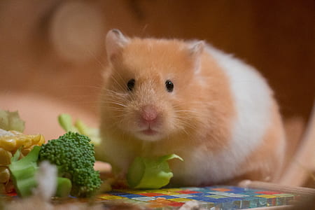 brown and white hamster near broccoli