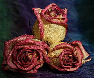 three yellow and red roses with water dew on focus photo