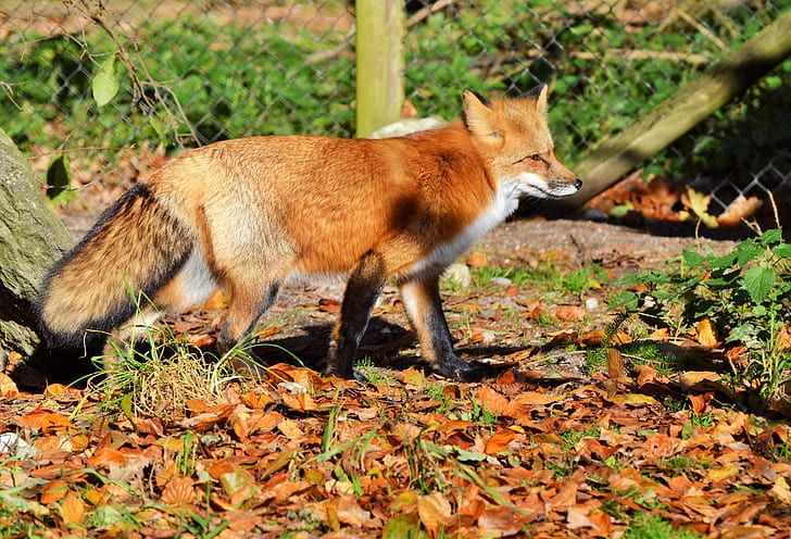 red fox standing on ground