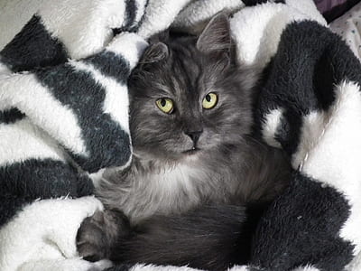 long-fur black cat on white comforter