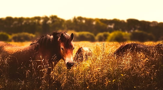 brown horses on grass field