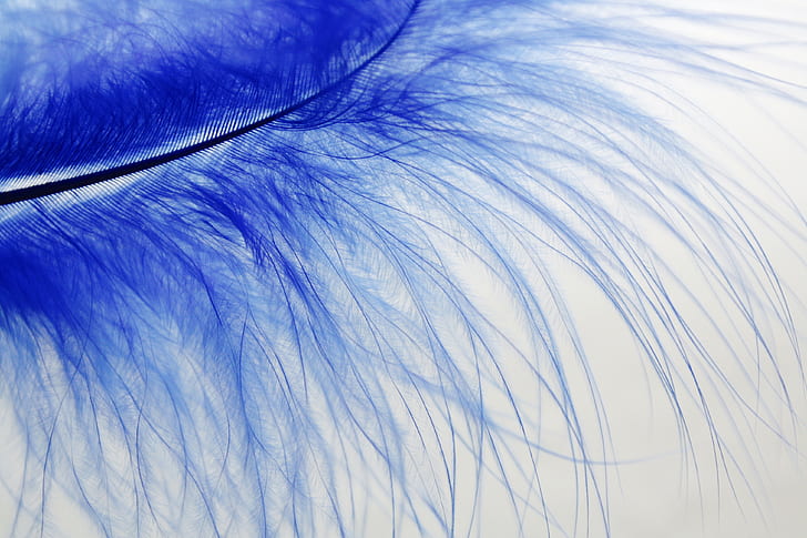 blue feather macro photography