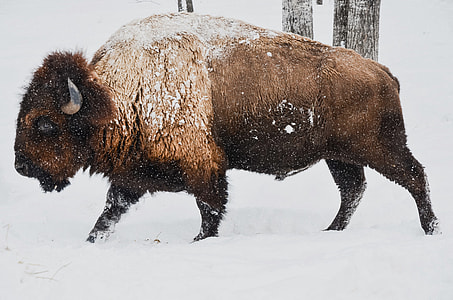 animal on snow ground