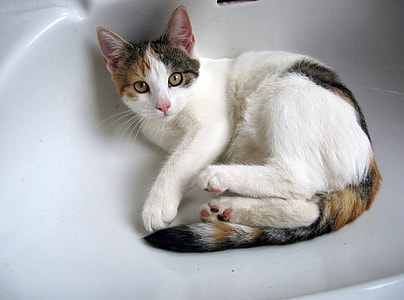 calico cat resting on white sink