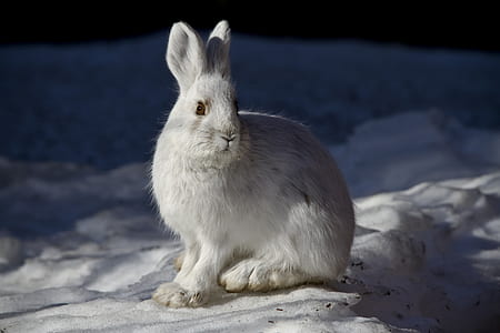 white rabbit on snowy surface macro photography