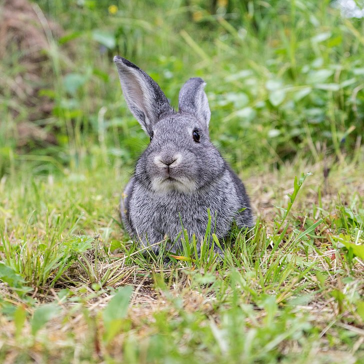 grey rabbit on green grass