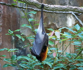 black hanging bat at daytime