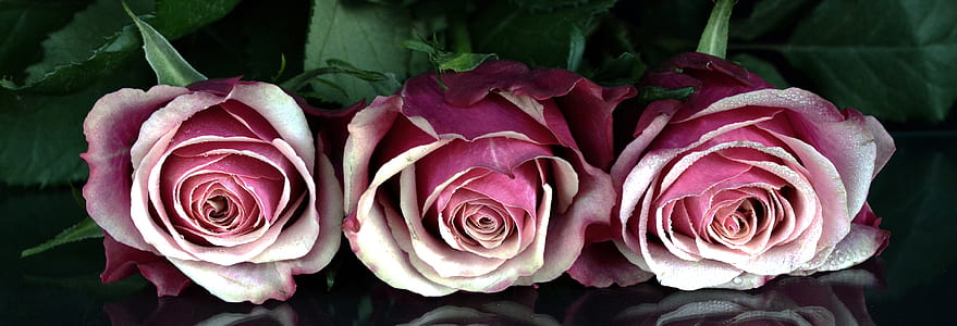 three white-and-pink roses