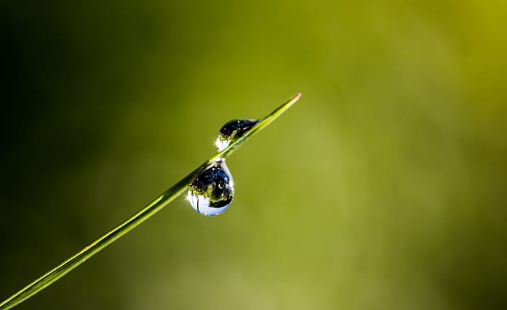 water dew drop on green grass
